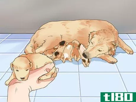 Image titled Deal with Newborn Puppy Nipple Guarding Step 2