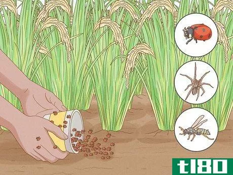 Image titled Control Pests in Rice Step 4