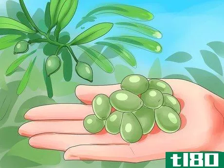 如何治橄榄(cure olives)