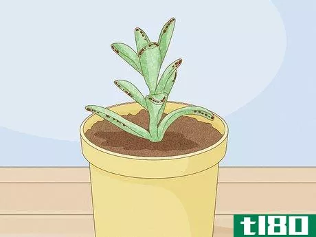 Image titled Choose Succulents Step 8