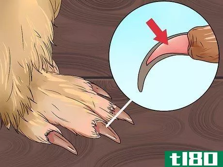 Image titled Cut Guinea Pig Claws Step 12