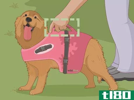 Image titled Choose the Right Life Jacket for Your Dog Step 4