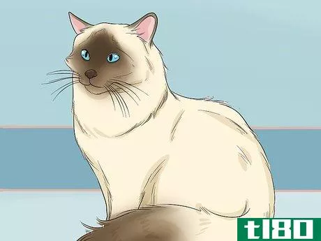 Image titled Choose a Hypoallergenic Cat Breed Step 3