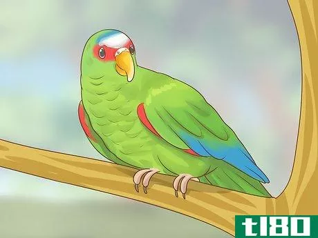 Image titled Choose an Amazon Parrot Step 4