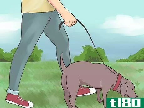 Image titled Choose Exercise That Strengthens Senior Dogs Step 9