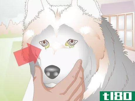 Image titled Clean Gunk from Your Dog's Eyes Step 4