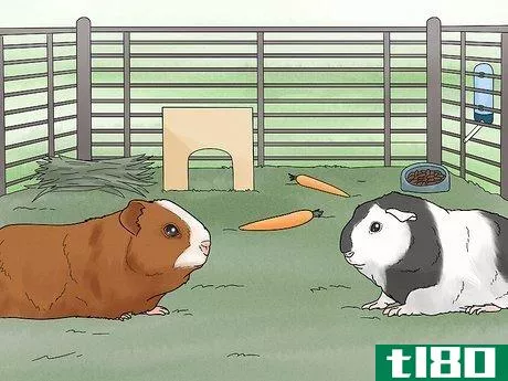 Image titled Choose a Guinea Pig for Breeding Step 16
