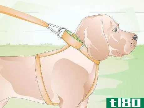 Image titled Choose the Right Harness for Your Dog Step 4