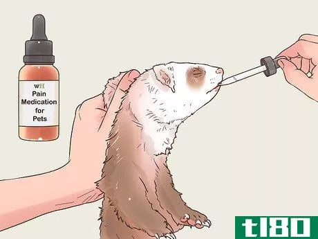 Image titled Clean a Ferret's Teeth Step 12