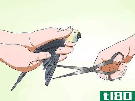 如何剪掉凤尾鹦鹉的羽毛(clip a cockatiel's flier feathers)