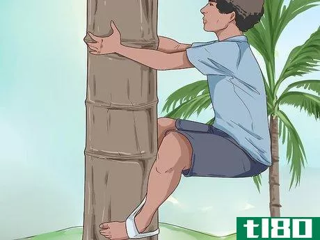 Image titled Climb a Coconut Tree Step 5