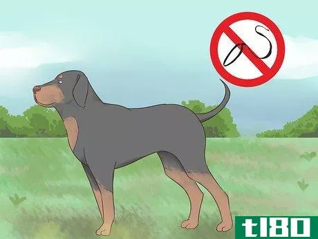 Image titled Choose Exercise That Strengthens Senior Dogs Step 10