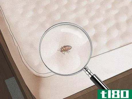 Image titled Check for Bedbugs Step 6