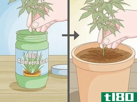 Image titled Clone a Marijuana Plant Without Rooting Hormone Step 3