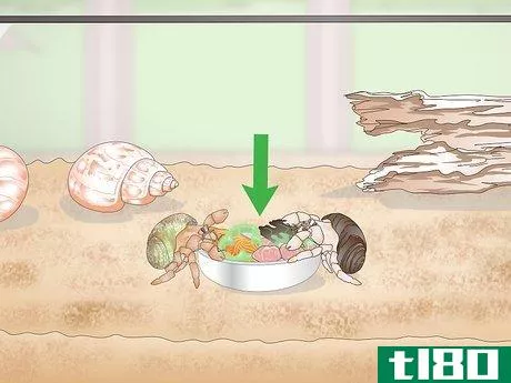 Image titled Create a Hermit Crab Habitat Step 7