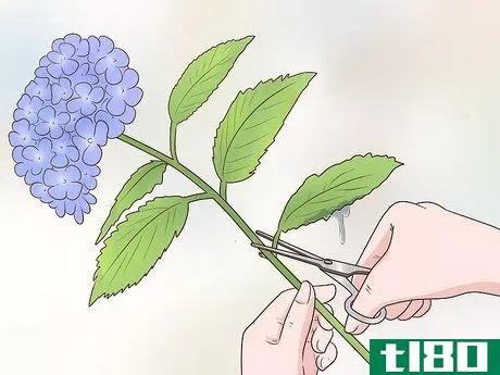 Image titled Cut Hydrangea Blooms Step 6