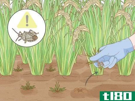 Image titled Control Pests in Rice Step 3