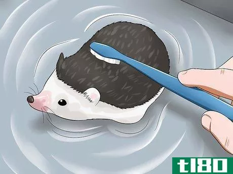 Image titled Clean Hedgehog Quills Step 8