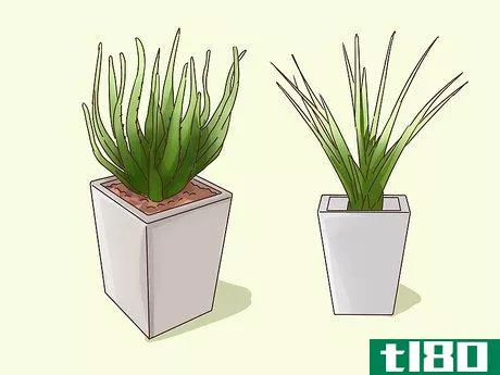 Image titled Choose Plants for Good Feng Shui Step 4