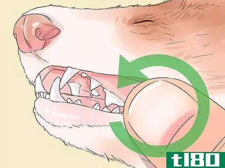 Image titled Clean a Ferret's Teeth Step 2