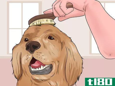 Image titled Check if Your Dog Is Healthy and Happy Step 6