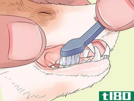 Image titled Clean a Ferret's Teeth Step 4