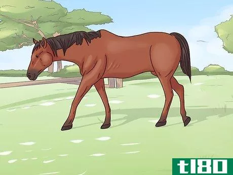 Image titled Cure Colic in Horses and Ponies Step 3