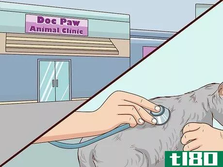 Image titled Check Cats for Dehydration Step 1