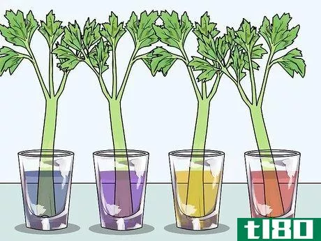 Image titled Change the Color of a Celery Stalk Step 5