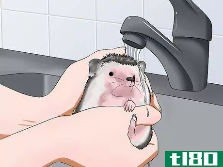 Image titled Clean Hedgehog Quills Step 9