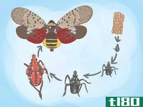 如何对付斑点灯笼蝇(deal with spotted lanternflies)