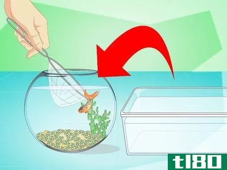 Image titled Change the Water in a Fish Bowl Step 13