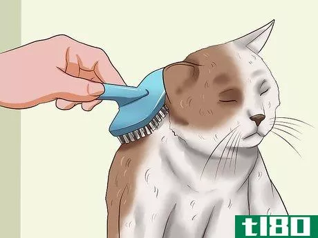 Image titled Clean Your Cat When He Can't Do It Himself Step 11
