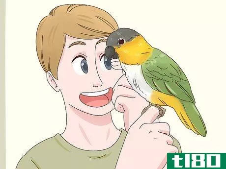 Image titled Choose a Caique Parrot Step 16