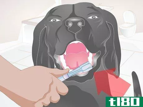 Image titled Clean Your Dog's Teeth Step 6