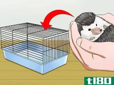 Image titled Clean Hedgehog Quills Step 12