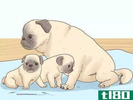 Image titled Choose a Pug Step 3