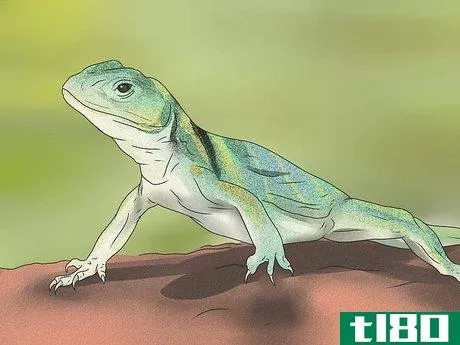 Image titled Feed a Lizard Step 1