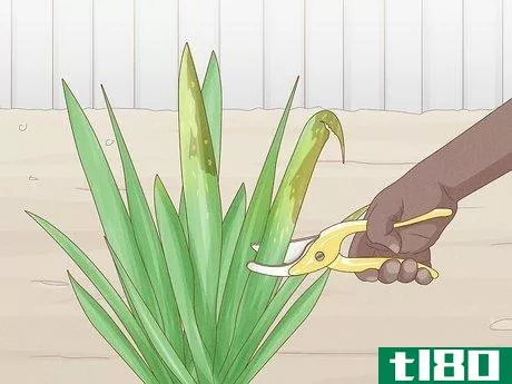 Image titled Cut Back Irises in the Fall Step 1