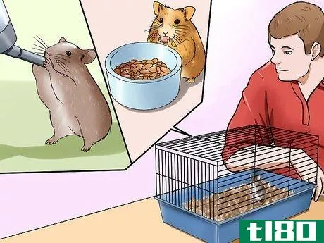 Image titled Choose a Hamster Step 6