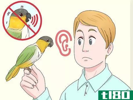 Image titled Choose a Caique Parrot Step 12