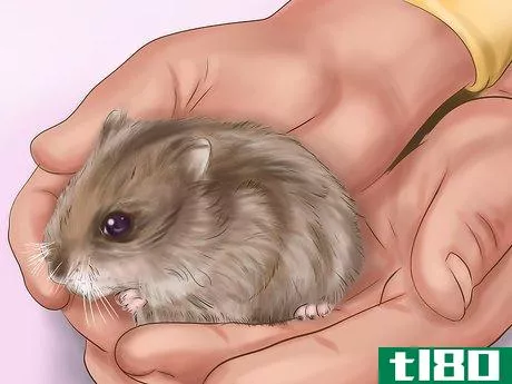 Image titled Create a Bond With Your Hamster Step 8