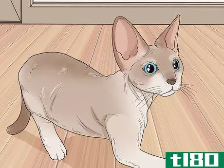Image titled Choose a Hypoallergenic Cat Breed Step 1