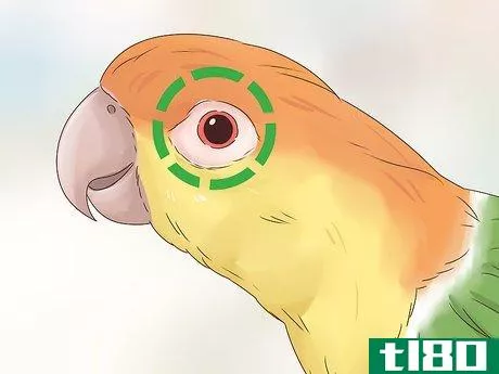 Image titled Choose a Caique Parrot Step 13