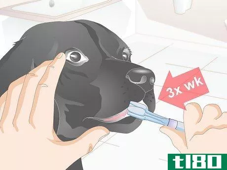 Image titled Clean Your Dog's Teeth Step 10