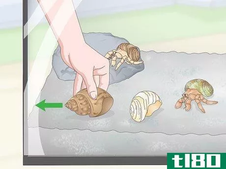 Image titled Clean a Sea Shell (for Hermit Crabs) Step 14