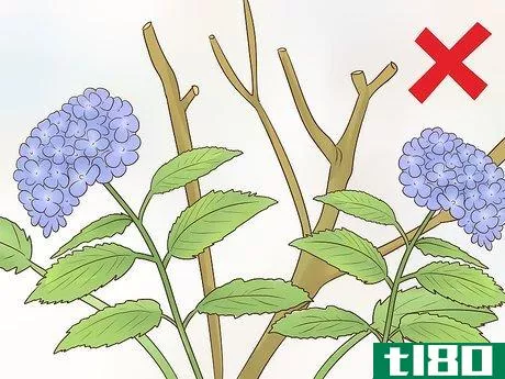 Image titled Cut Hydrangea Blooms Step 9