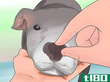Image titled Check if Your Dog Is Healthy and Happy Step 10