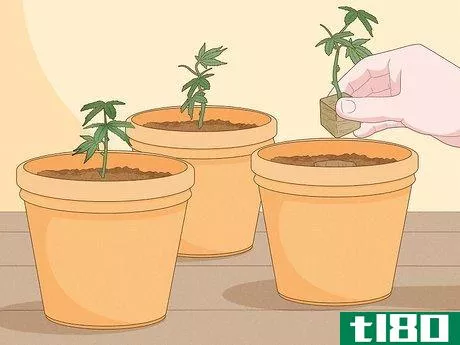 Image titled Clone Cannabis Step 12