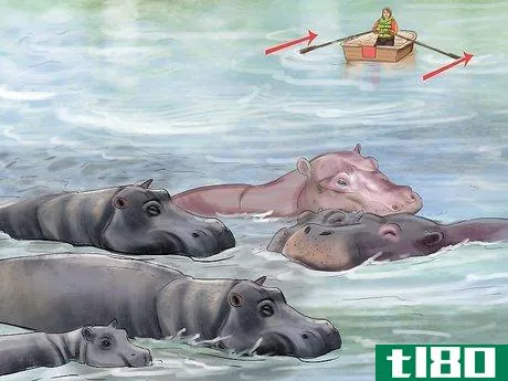 如何处理与河马的遭遇(deal with a hippo encounter)